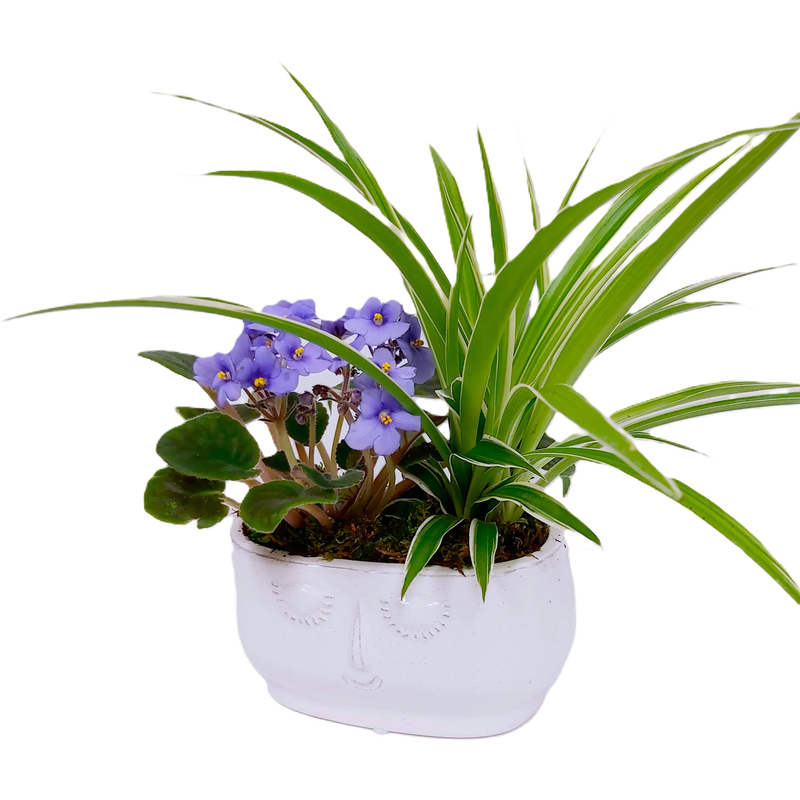 Lush greenery complements a colourful blooming plant in a ceramic pot.