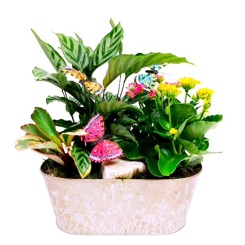 Green and flowering plants arranged in a pretty tin and adorned with butterflies.