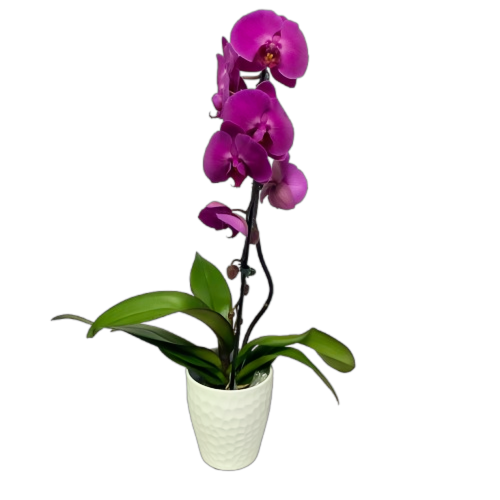 Cascading orchid.