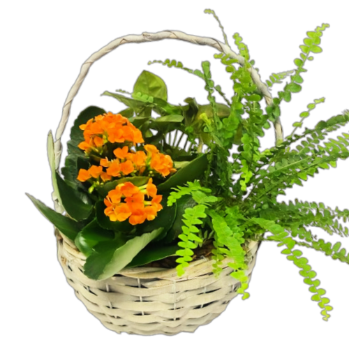 A classic wicker planter filled with lush greens and a flowering plant.