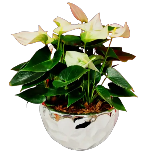 Nestled inside this pretty silver pot is a beautiful anthurium plant to enjoy throughout the seasons. A touch of peaceful bliss to add warmth to the holidays and beyond!