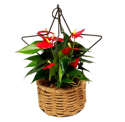 Star planter filled with a beautiful anthurium plant.