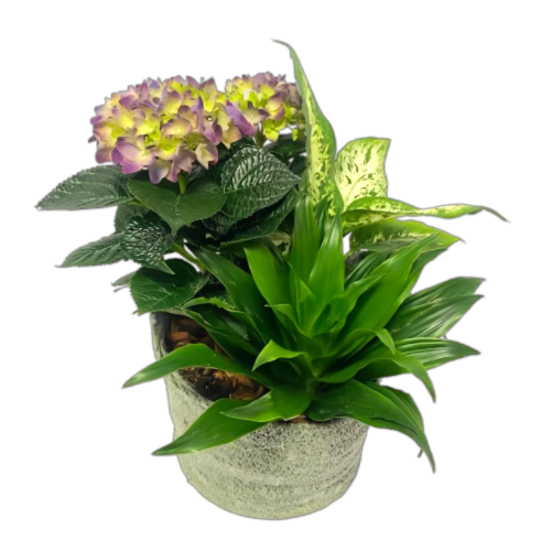 A beautiful spring hydrangea and greens are nestled inside a wicker basket. Sure to add a touch of sunshine! The deluxe and premium versions will include delectable chocolates or treats to enjoy!