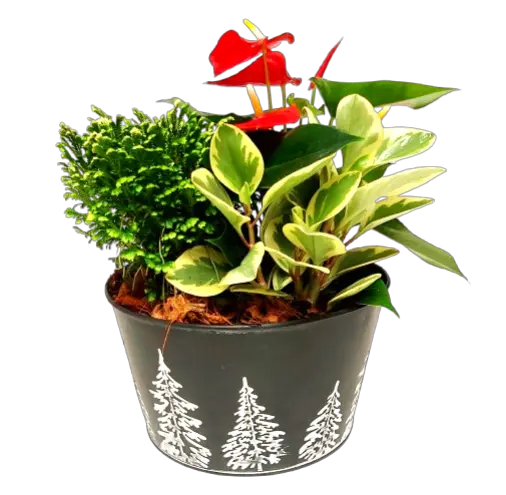 Celebrate the season with this Christmas tree pot filed with beautiful green plants nestled around a pretty anthurium. Lovely to enjoy all winter long!