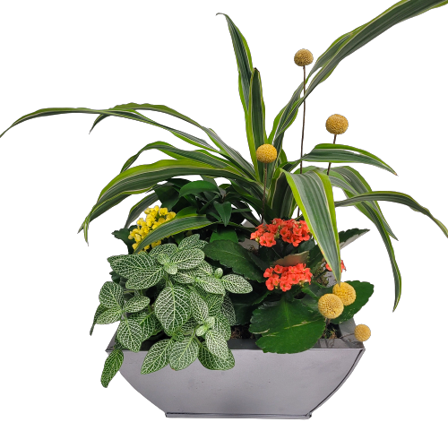 An arranged of assortment of lush green and flowering plants in a container.