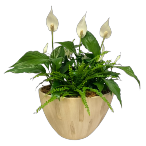 Large peace lily plant arrangement.