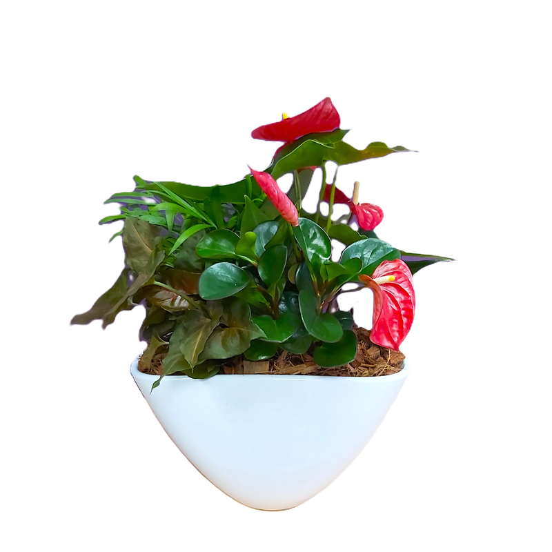 Plant arrangement of mixed greens and anthurium plants.