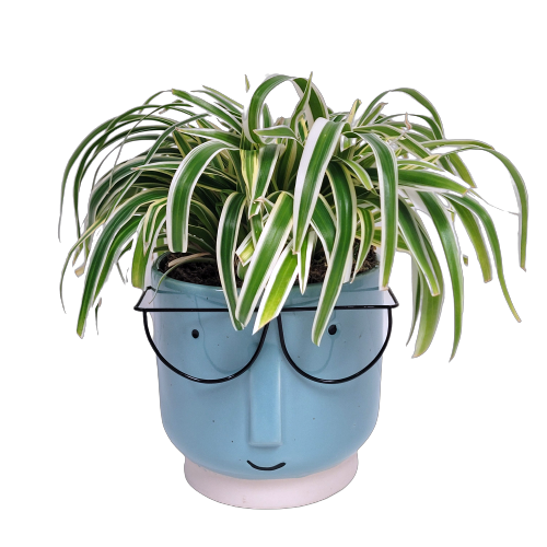 Send a smile with our fun "Botanical Bob" planter. Sure to bring on a big smile!
