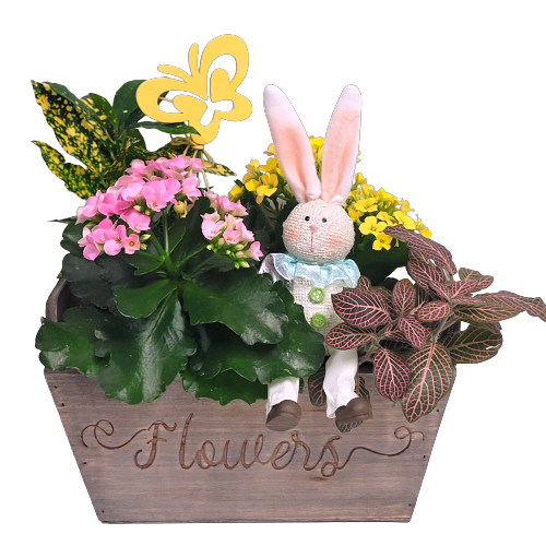 A colourful arrangement of green and flowering plants are nestled inside this wood flower basket with our cute Easter Bunny peaking through! 