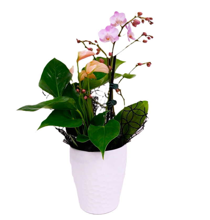 A delight to receive this ceramic planter is designed with a touch of the tropics in mind with a beautiful blooming orchid complimented by an easy to grow anthurium flowering plant.&nbsp;