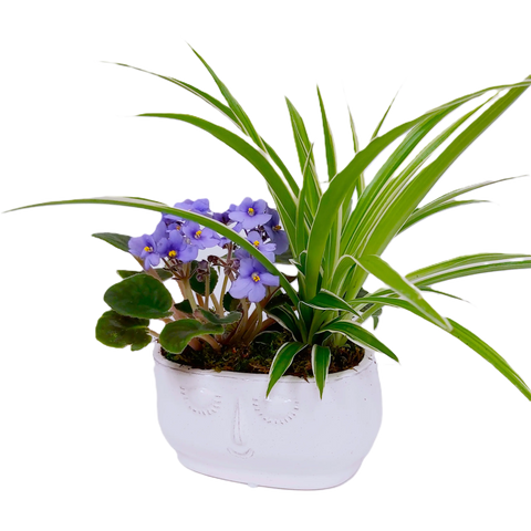 Lush greenery complements a colourful blooming plant in a ceramic pot.