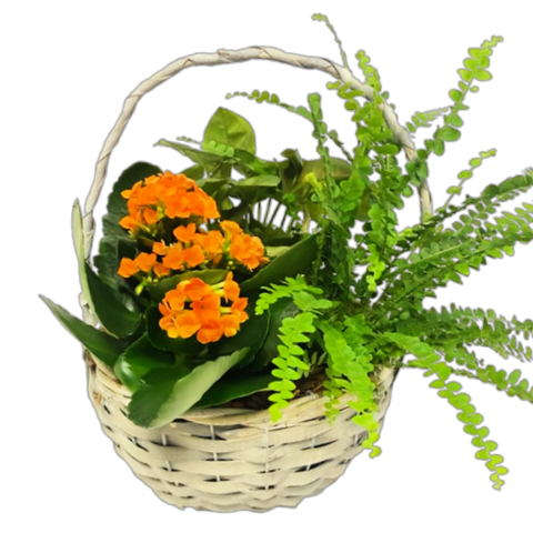 A classic wicker planter filled with lush greens and a flowering plant. 