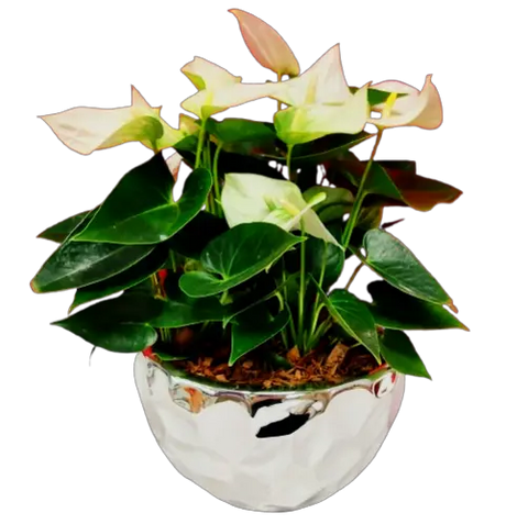 Nestled inside this pretty silver pot is a beautiful anthurium plant to enjoy throughout the seasons. A touch of peaceful bliss to add warmth to the holidays and beyond!