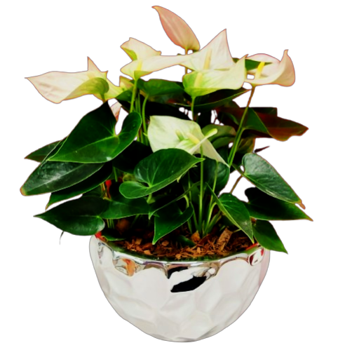 Nestled inside this pretty silver pot is a beautiful anthurium plant to enjoy throughout the seasons. A touch of peaceful bliss to add warmth to the holidays and beyond!