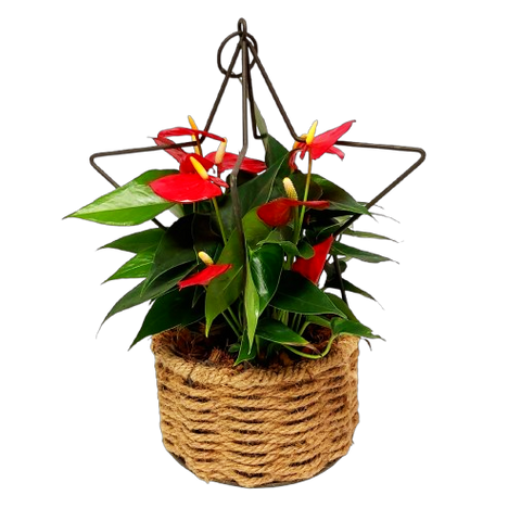 Star planter filled with a beautiful anthurium plant.