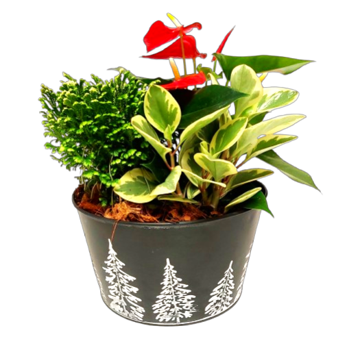 Celebrate the season with this Christmas tree pot filed with beautiful green plants nestled around a pretty anthurium. Lovely to enjoy all winter long!