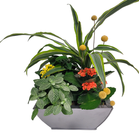An arranged of assortment of lush green and flowering plants in a container.