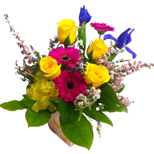 This one is sure to be treasured with bright and beautiful gerberas and roses designed in a pretty ceramic pot (pot styles vary).  