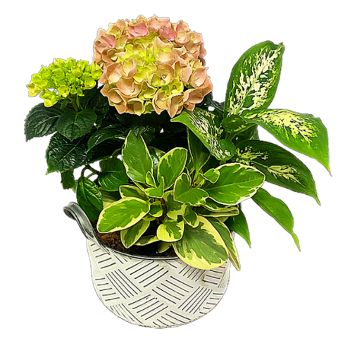 Lush assortment of spring plants to nurture and grow.
